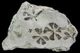 Three Pennsylvanian Fossil Horsetail (Sphenophyllum) Whorls - Kentucky #112671-1
